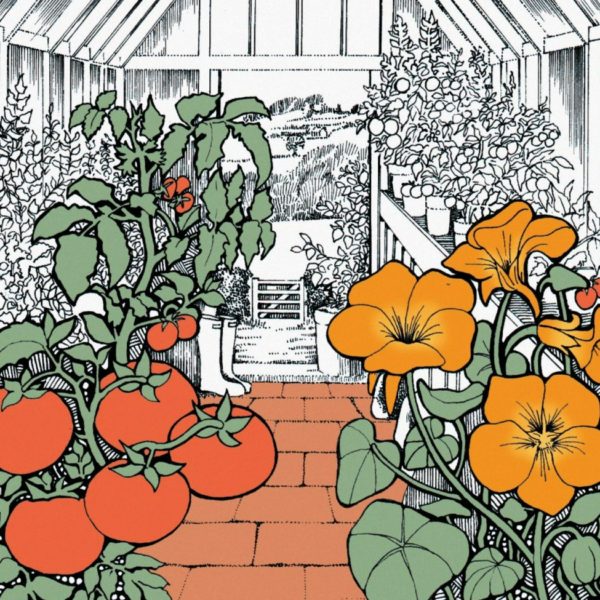 BAB167 Greenhouse Blank