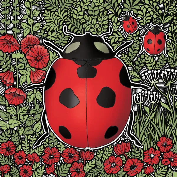 BAB177 Ladybird Blank