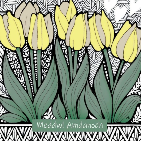 WOAB716 Meddwl Amdanoch Yellow & Cream Tulips (thinking of you)