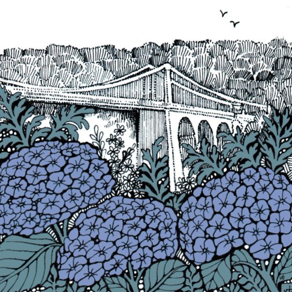 WOAB765 Menai Bridge Hydrangeas Milltir Sgwâr Square Mile