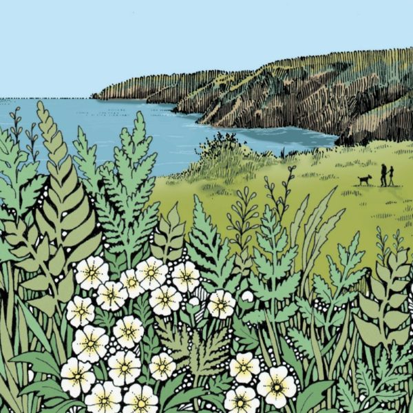 WOAB779 Pembrokeshire Coastal Path Wildflowers Milltir Sgwar ~ Square Mile