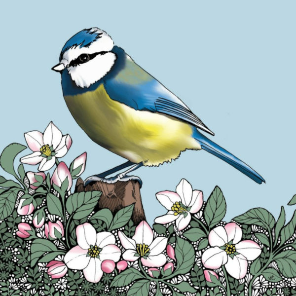 BAB243 Blue Tit Blank