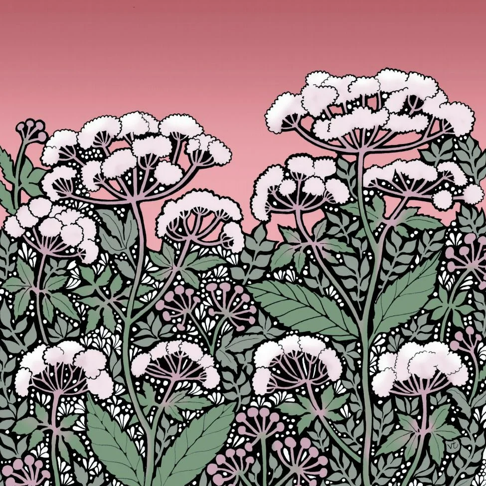 Cow Parsley 2024